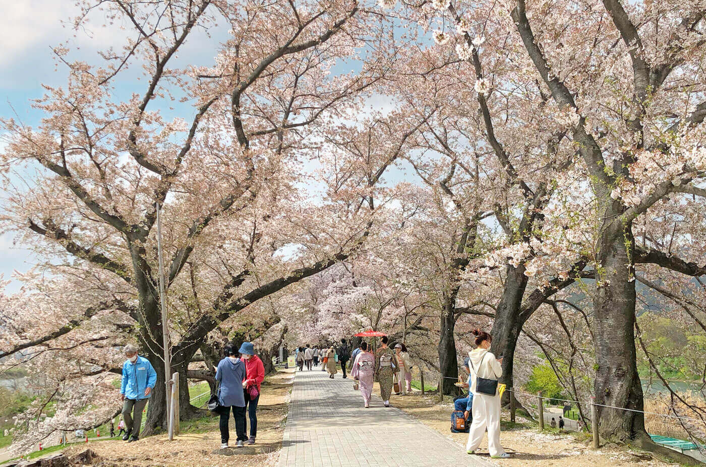 大満足！大きな桜の木のトンネルをお散歩♪