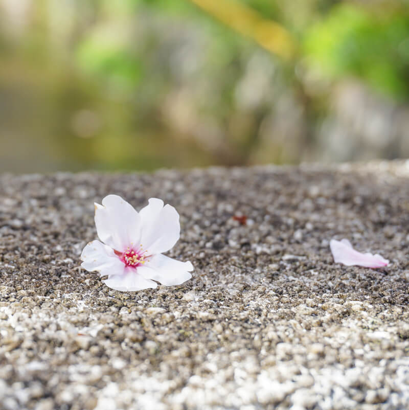 石の欄干の桜の花