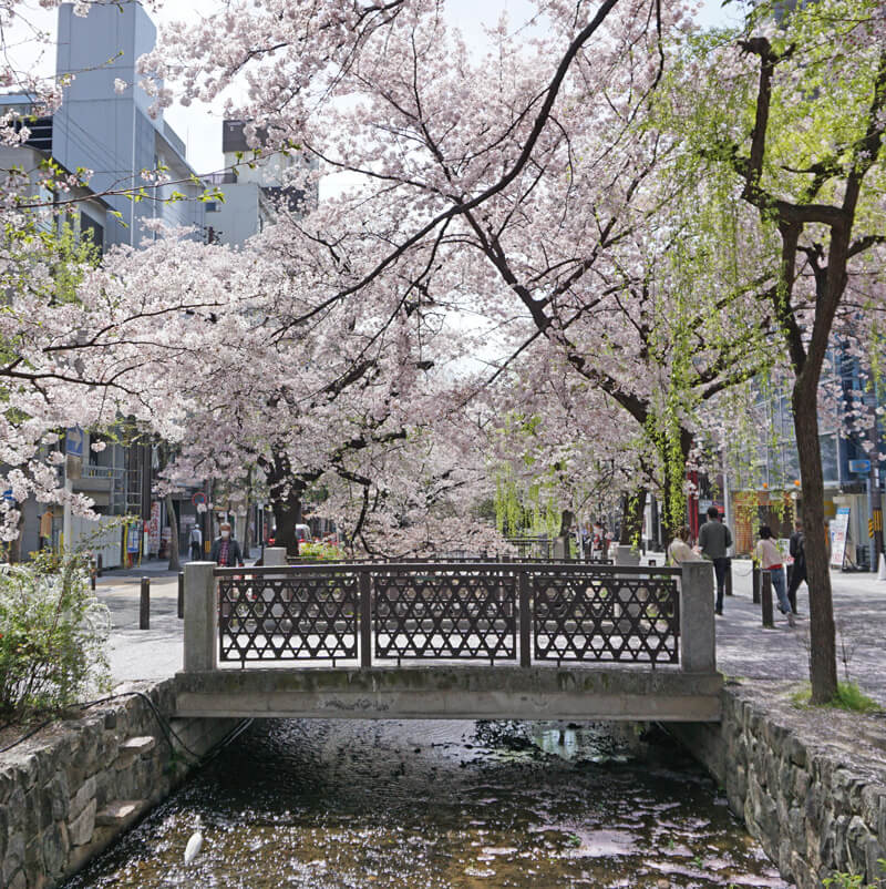 橋の上からの桜