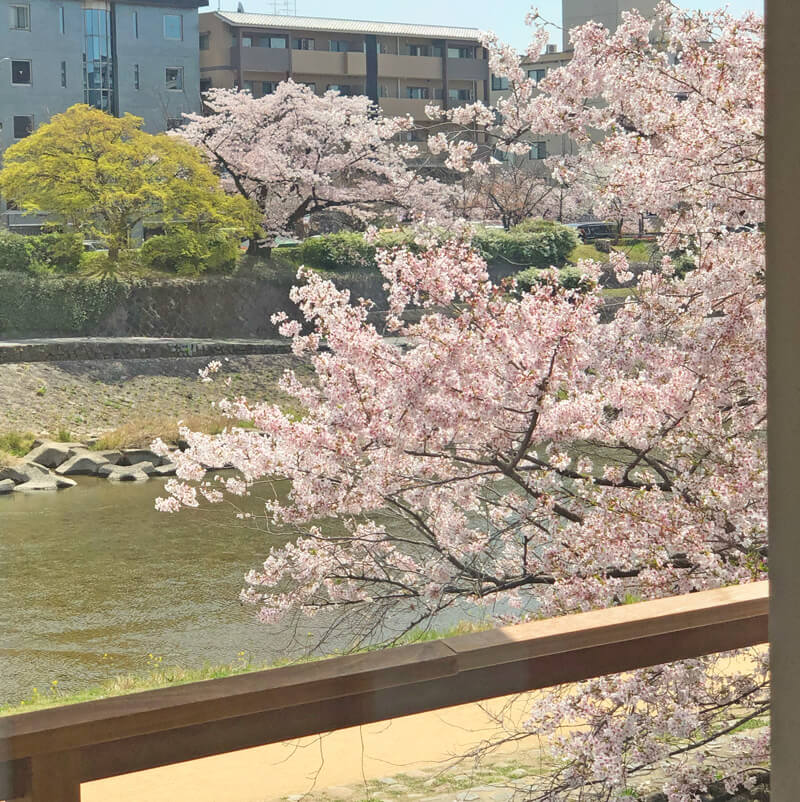 柵からの桜