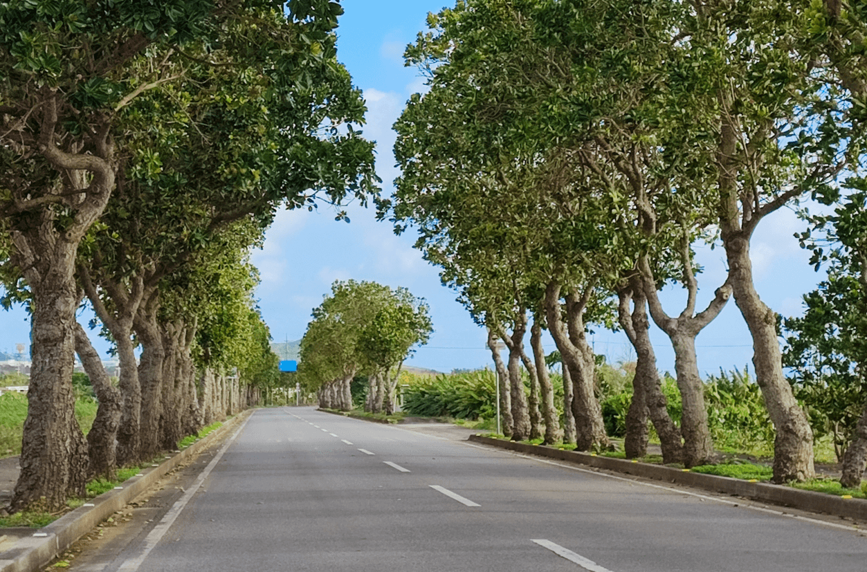 石垣島の車道